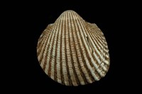 藏品(球毛蚶)的圖片